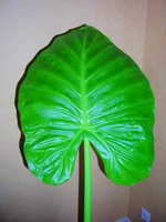 vignette Alocasia macrorrhiza!