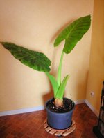 vignette Alocasia macrorrhiza!