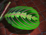 vignette marantha leuconeura erythrophylla