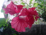 vignette hibiscus schizopetalum