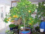 vignette Oranger