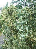 vignette Colletia cruciata / Rhamnaceae  / Uruguay, sud Brsil