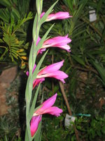 vignette Gladiolus illyricus