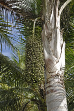 vignette Palmier Nouméa fruits