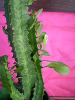 vignette Euphorbia ingens ou Euphorbia erythrea