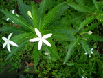 vignette Campanulaces : Hippobroma longiflora