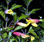 vignette Jacobinia pauciflora