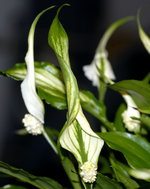 vignette Spathiphyllum hybride