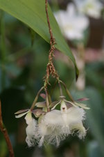 vignette Epidendrum ilense