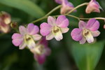vignette Dendrobium hybride