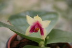 vignette Phalaenopsis violacea 'Bellina'