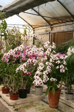 vignette Dendrobium phalaenopsis
