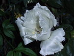 vignette tulipe blanche crnele