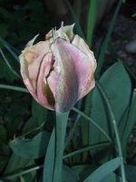vignette tulipe bracte