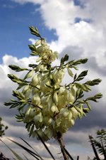 vignette Yucca rostrata (fleur)