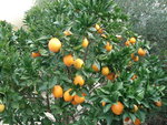 vignette Oranges