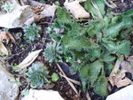 vignette Euphorbia pugniformis (Boiss.) cristata