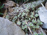 vignette crassula pellucida ssp. marginalis variegata