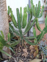 vignette Euphorbia lactea ?