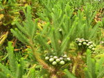 vignette Brunia albiflora, Roscoff
