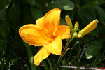 vignette Hemerocallis jaune