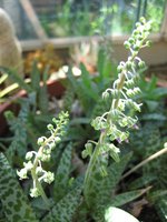 vignette Scilla violacea syn. Ledebouria socialis