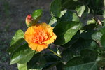 vignette hibiscus hybride
