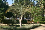 vignette Dypsis decaryi - Neodypsis decaryi - Palmier triangle