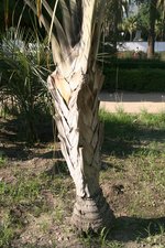 vignette Dypsis decaryi - Neodypsis decaryi - Palmier triangle