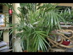 vignette palmier2