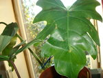 vignette Philodendron lacerum