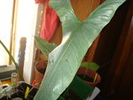 vignette Philodendron hastatum