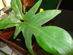 vignette Philodendron laciniatum