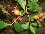 vignette Psidium cattleianum. - fruits