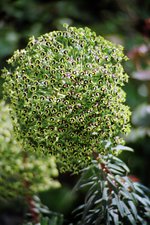 vignette Euphorbia characias