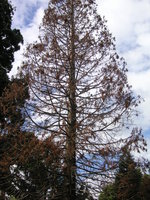 vignette Dperissement sur Sequoiadendron giganteum