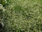 vignette Euphorbia 'Diamond Frost'