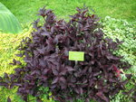 vignette Alternanthera dentata 'Purple Knight'