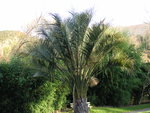 vignette Butia capitata 'Strictior' - Palmier  geles, palmier abricot, palmier  vinaigre