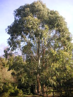 vignette Eucalyptus kartzoffiana