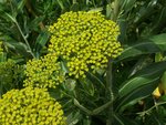 vignette Bupleurum fruticosum / Apiaceae