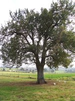 vignette Sorbus domestica   (le cormier)   cueillette pour confiture