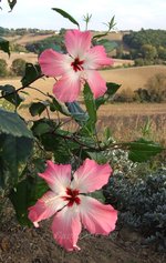 vignette Hibiscus storckii