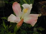 vignette de Hibiscus Denisonii