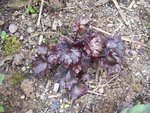 vignette Saxifraga cortusifolia var. fortunei 'Black Ruby'