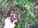 vignette Bupleurum fruticosum / Apiaceae