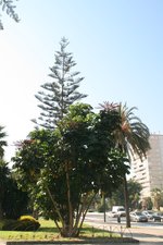 vignette Araucaria excelsa et Brassaa actinophylla