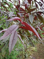 vignette Prunus persica 'Rubira' - Pcher  feuilles pourpres