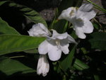 vignette Watsonia borbonica ssp ardernei 'Ardernes White'