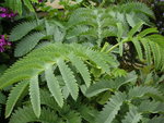 vignette Melianthus major